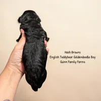 Hash Brown English Teddybear, a male Goldendoodle and English Goldendoodle for sale in Haslet, TX – 2 of 3