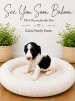 See You Soon Baboon, a female Bernedoodle and Miniature Bernedoodle for sale in Haslet, TX – 2 of 4