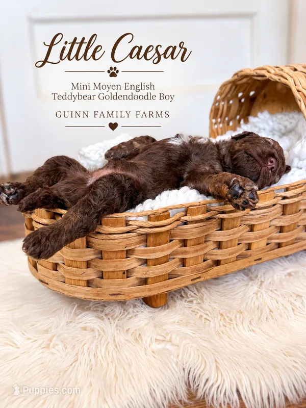 Little Caesar Chocolate  – English Goldendoodle, Miniature Goldendoodle puppy for sale in Haslet, TX