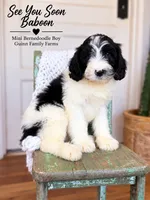 See You Soon Baboon, a female Bernedoodle and Miniature Bernedoodle for sale in Haslet, TX – 4 of 9