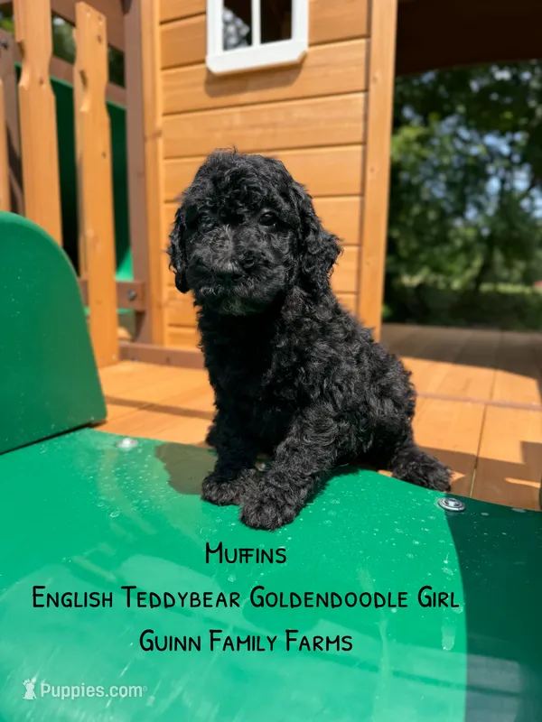 Muffin English  – Goldendoodle, English Goldendoodle puppy for sale in Haslet, TX