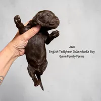 Java English Teddybear , a male Goldendoodle and English Goldendoodle for sale in Haslet, TX – 3 of 3