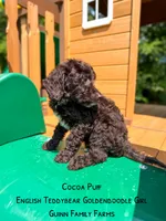 Chocolate Coco Puff, a female Goldendoodle and English Goldendoodle for sale in Haslet, TX – 4 of 4