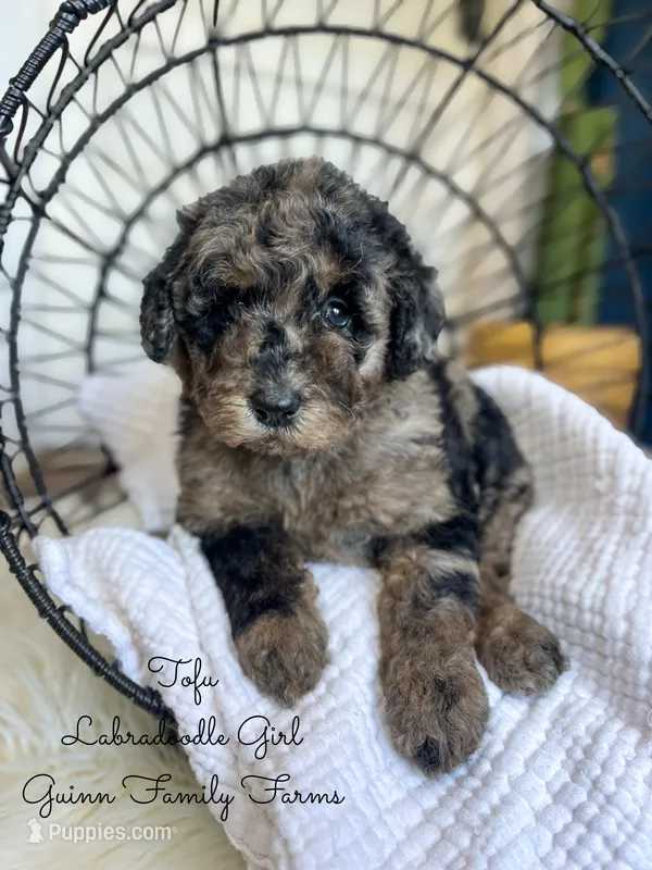 Tofu Merle  – Labradoodle puppy for sale in Haslet, TX