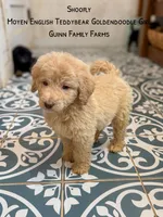 Shoofly , a female Goldendoodle for sale in Haslet, TX – 7 of 7