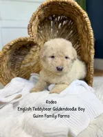 Rodeo, a male Goldendoodle for sale in Haslet, TX – 5 of 6