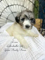 Luna, a female Labradoodle for sale in Haslet, TX – 7 of 9