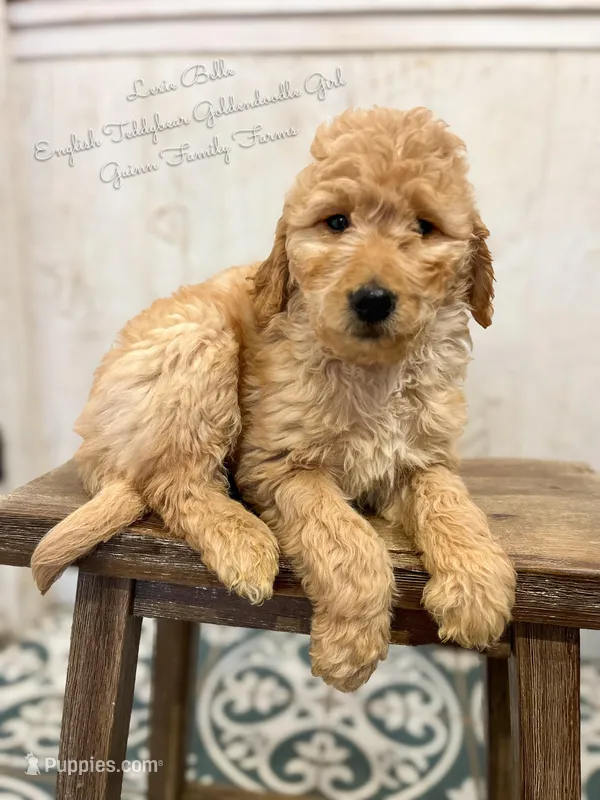 Lexie Belle English – Goldendoodle puppy for sale in Haslet, TX