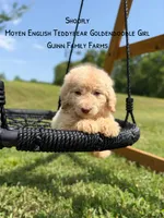 Shoofly , a female Goldendoodle for sale in Haslet, TX – 4 of 7