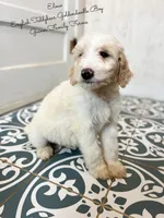 Elmo English Teddybear, a male Goldendoodle and English Goldendoodle for sale in Haslet, TX – Photo 5 of 7
