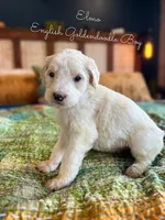Elmo English Teddybear, a female Goldendoodle and English Goldendoodle for sale in Haslet, TX – Photo 2 of 5