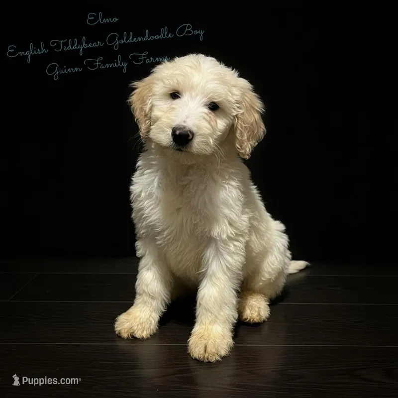 Elmo English Teddybear – Goldendoodle, English Goldendoodle puppy for sale in Haslet, TX