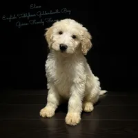 Elmo English Teddybear, a male Goldendoodle and English Goldendoodle for sale in Haslet, TX – Photo 1 of 7