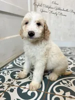 Elmo English Teddybear, a male Goldendoodle and English Goldendoodle for sale in Haslet, TX – Photo 2 of 7