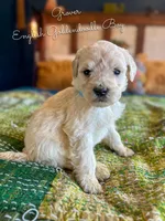 Elmo English Teddybear, a female Goldendoodle and English Goldendoodle for sale in Haslet, TX – Photo 5 of 5