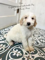 Elmo English Teddybear, a male Goldendoodle and English Goldendoodle for sale in Haslet, TX – Photo 4 of 7