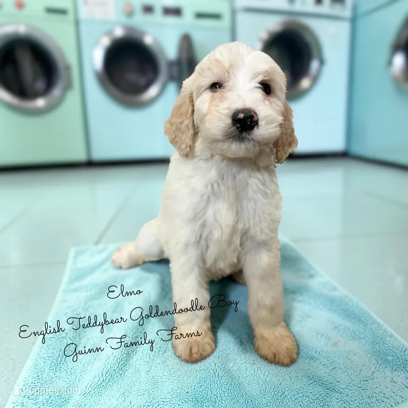 Elmo English Teddybear – Goldendoodle, English Goldendoodle puppy for sale in Haslet, TX