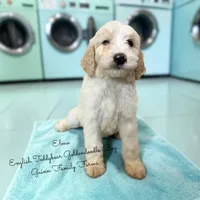 Elmo English Teddybear, a male Goldendoodle and English Goldendoodle for sale in Haslet, TX – Photo 1 of 5