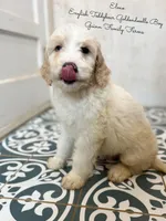 Elmo English Teddybear, a male Goldendoodle and English Goldendoodle for sale in Haslet, TX – Photo 3 of 7