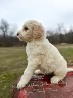 Elmo English Teddybear, a male Goldendoodle and English Goldendoodle for sale in Haslet, TX – Photo 5 of 5