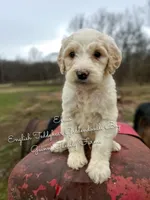 Elmo English Teddybear, a male Goldendoodle and English Goldendoodle for sale in Haslet, TX – Photo 4 of 5
