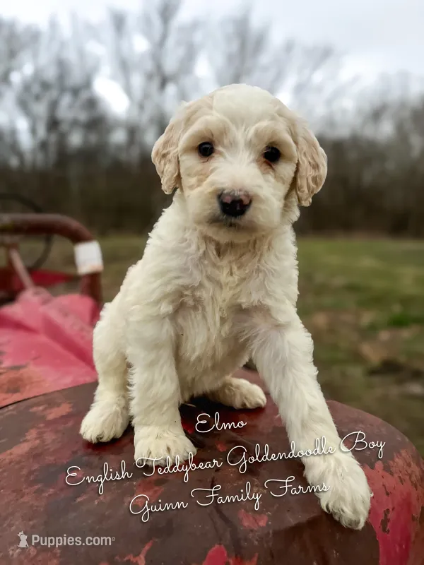 Elmo English Teddybear – Goldendoodle, English Goldendoodle puppy for sale in Haslet, TX