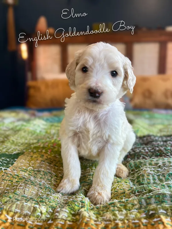 Elmo English Teddybear, a female Goldendoodle and English Goldendoodle for sale in Haslet, TX – Photo 1 of 5