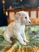 Elmo English Teddybear, a female Goldendoodle and English Goldendoodle for sale in Haslet, TX – Photo 3 of 5