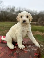 Elmo English Teddybear, a male Goldendoodle and English Goldendoodle for sale in Haslet, TX – Photo 3 of 5