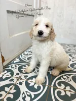 Elmo English Teddybear, a male Goldendoodle and English Goldendoodle for sale in Haslet, TX – Photo 6 of 7
