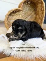 Bit Tri Color, a female Goldendoodle for sale in Haslet, TX – 3 of 5