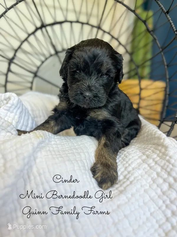 Cinder  – Miniature Bernedoodle puppy for sale in Haslet, TX
