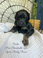 Cinder , a male Miniature Bernedoodle for sale in Haslet, TX – 1 of 5