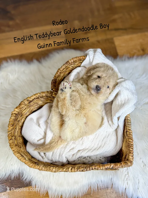 Rodeo – Goldendoodle puppy for sale in Haslet, TX