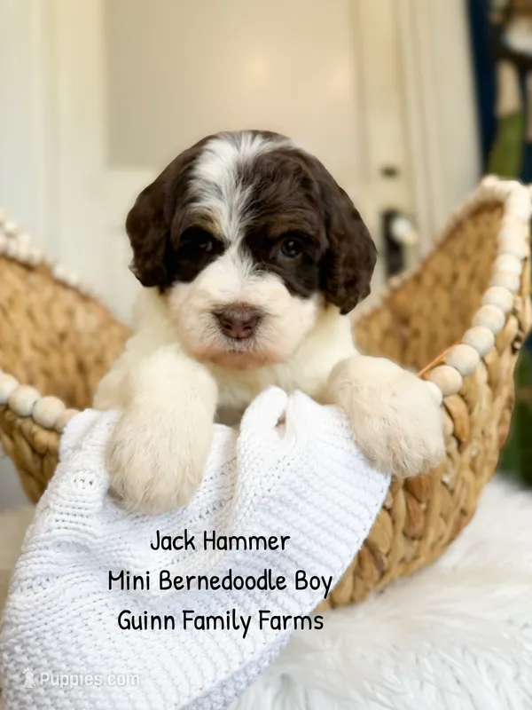 Jack Hammer  – Miniature Bernedoodle puppy for sale in Haslet, TX
