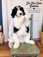 See You Soon Baboon, a female Bernedoodle and Miniature Bernedoodle for sale in Haslet, TX – 7 of 9