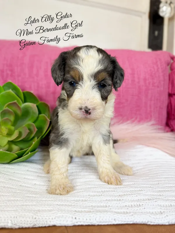 See You Later Ally Gator  – Bernedoodle, Miniature Bernedoodle puppy for sale in Haslet, TX