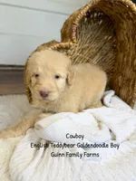 Cowboy , a male Goldendoodle for sale in Haslet, TX – 2 of 5