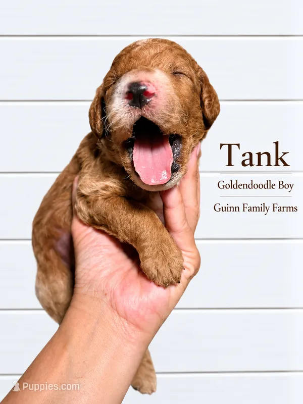 Tank – Goldendoodle puppy for sale in Haslet, TX