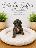 Gotta Go Buffalo, a female Bernedoodle and Miniature Bernedoodle for sale in Haslet, TX – 3 of 3