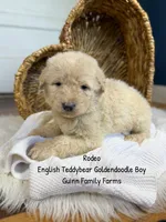 Rodeo, a male Goldendoodle for sale in Haslet, TX – 2 of 6