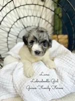 Luna, a female Labradoodle for sale in Haslet, TX – 5 of 9
