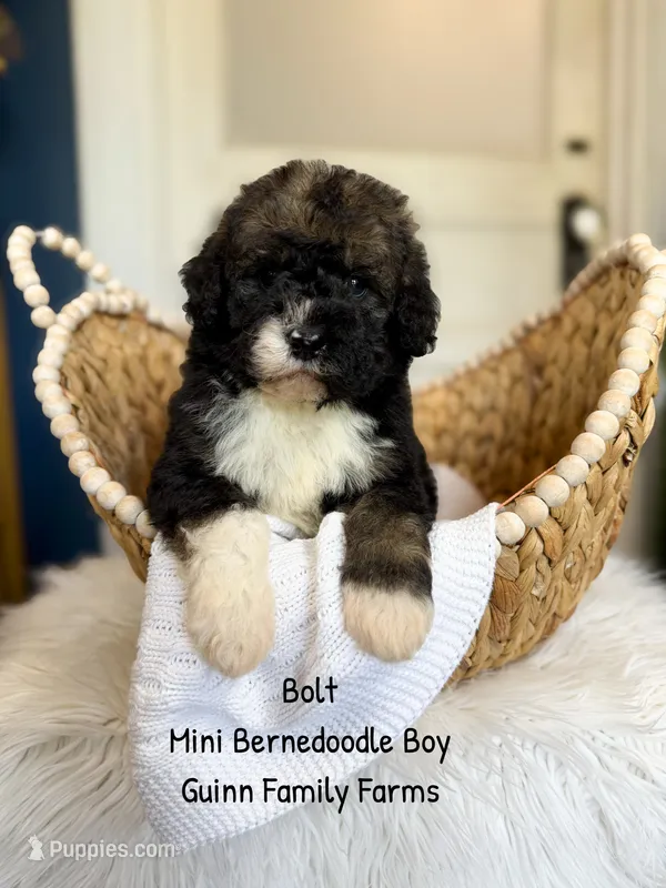 Bolt – Miniature Bernedoodle puppy for sale in Haslet, TX