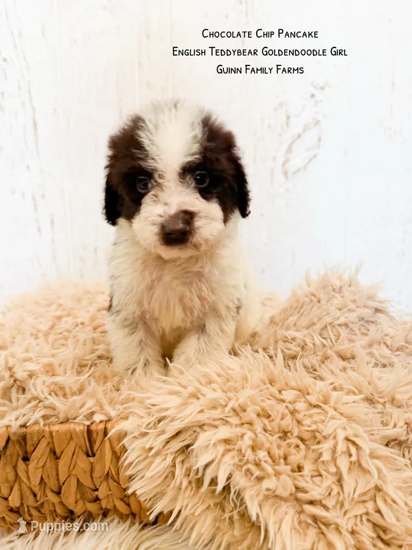 Chocolate Chip Pancake  – Goldendoodle, English Goldendoodle puppy for sale in Haslet, TX