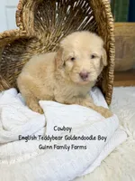 Cowboy , a male Goldendoodle for sale in Haslet, TX – 5 of 5