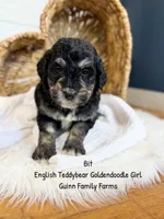 Bit Tri Color, a female Goldendoodle for sale in Haslet, TX – 4 of 5