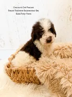 Chocolate Chip Pancake , a female Goldendoodle and English Goldendoodle for sale in Haslet, TX – 2 of 8
