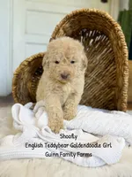 Shoofly, a female Goldendoodle for sale in Haslet, TX – 5 of 6