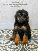 Chuck Wagon, a male Goldendoodle for sale in Haslet, TX – 5 of 9