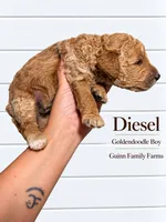 Diesel, a female Goldendoodle for sale in Haslet, TX – 3 of 4